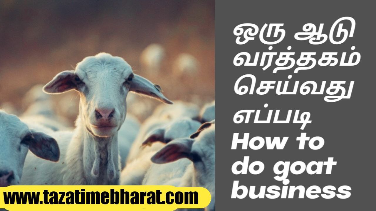 How to start goat business