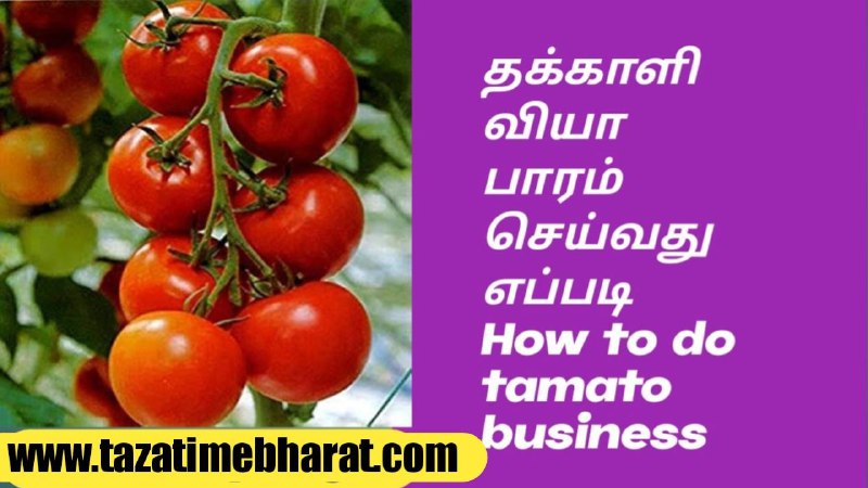 How to do tomato business